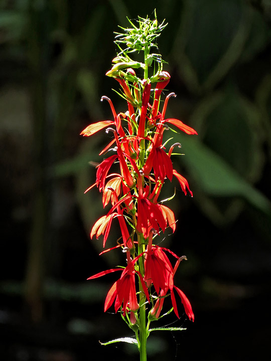 Cardinal_flower