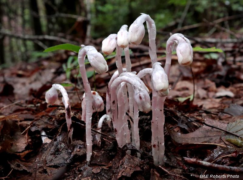 Monotropa_uniflora