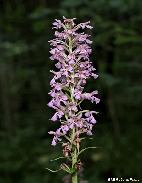 Platanthera_psycodes