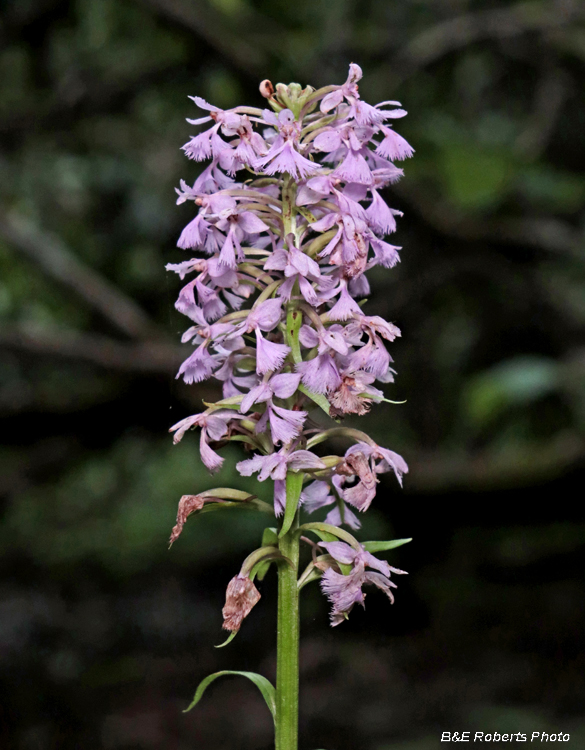 Platanthera_psycodes