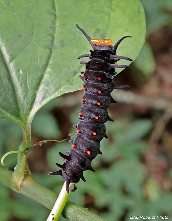 Pipevine_Swallowtail-caterpillar