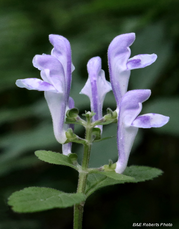 Skullcap