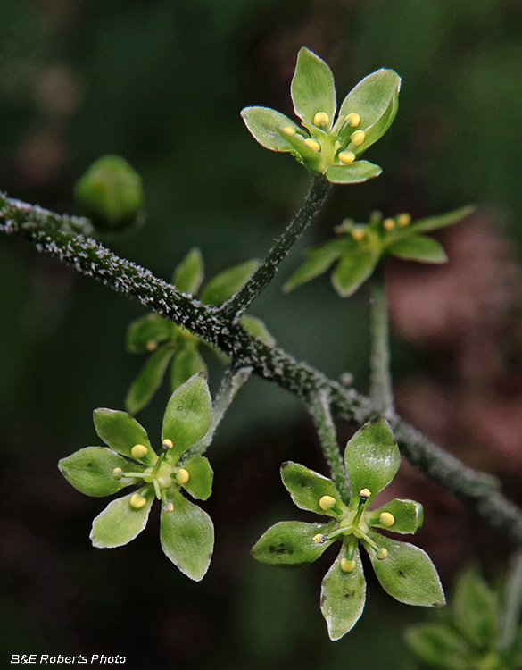 Veratrum_parviflorum