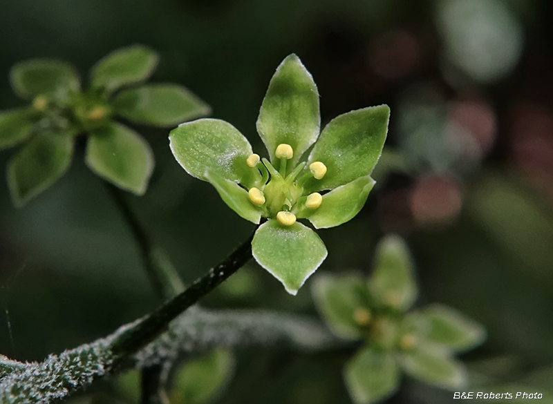 Veratrum_parviflorum