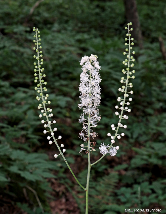 Black_Cohosh