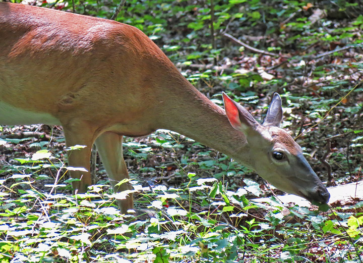 Browsing_deer