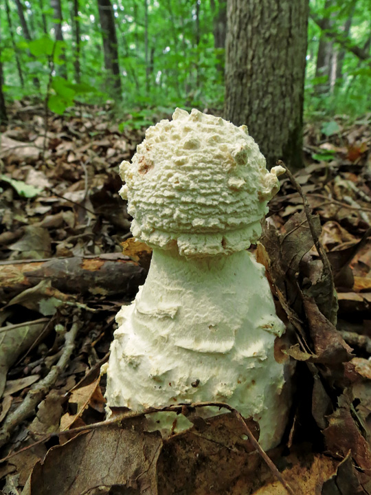 Amanita