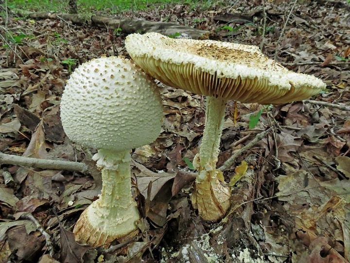 Two_amanitas