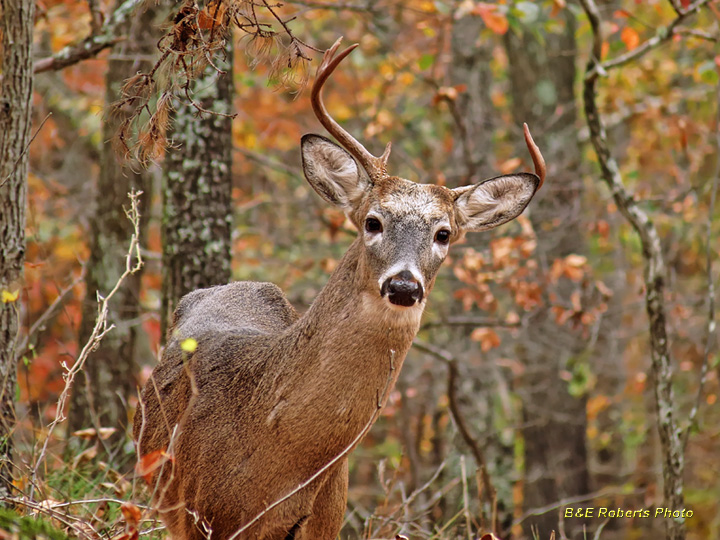 Whitetail_buck