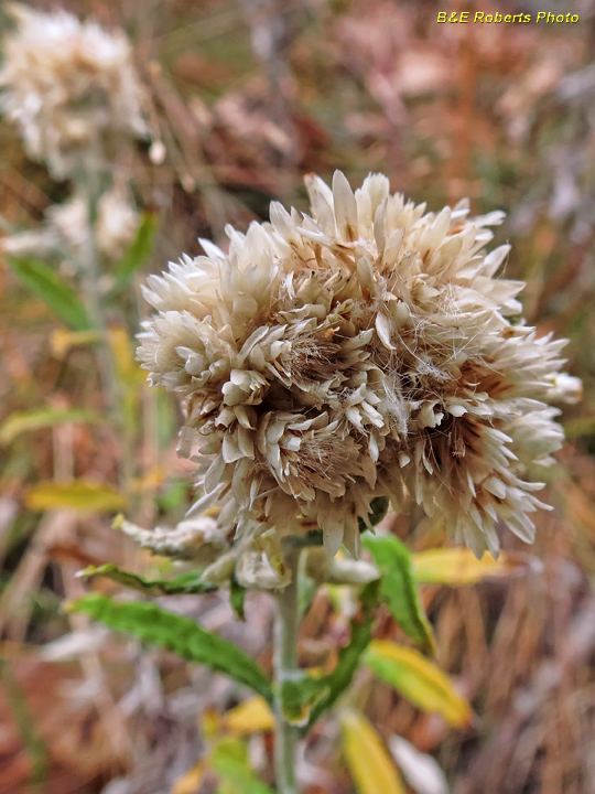 Cudweed