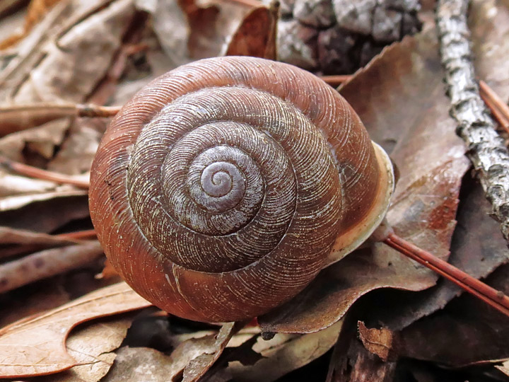 Snail