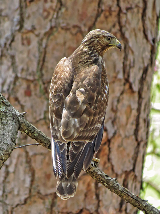 Juvenile_Hawk