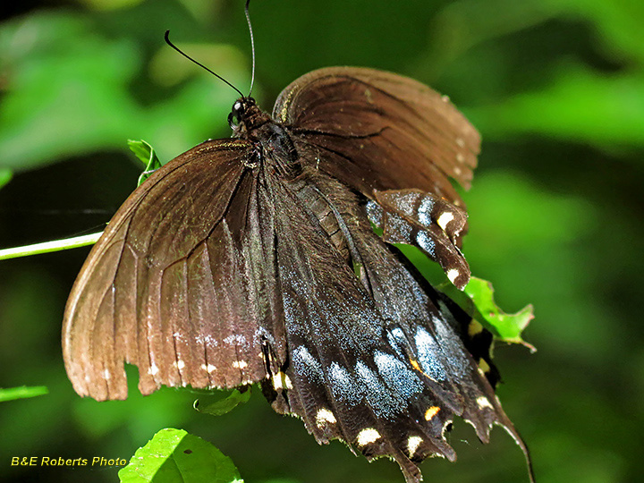 Spicebush_Swallowtail