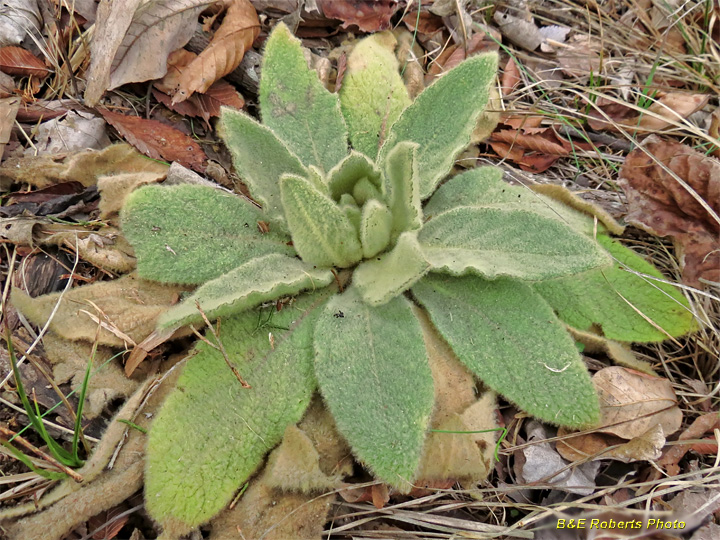 Mullein