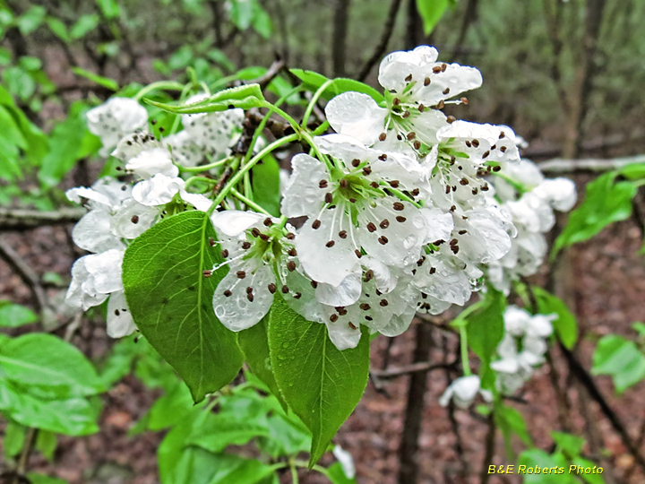 Pear blooms