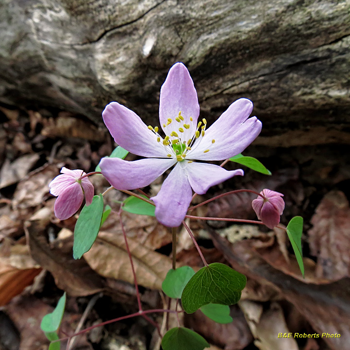 Pink_Rue_Anemone