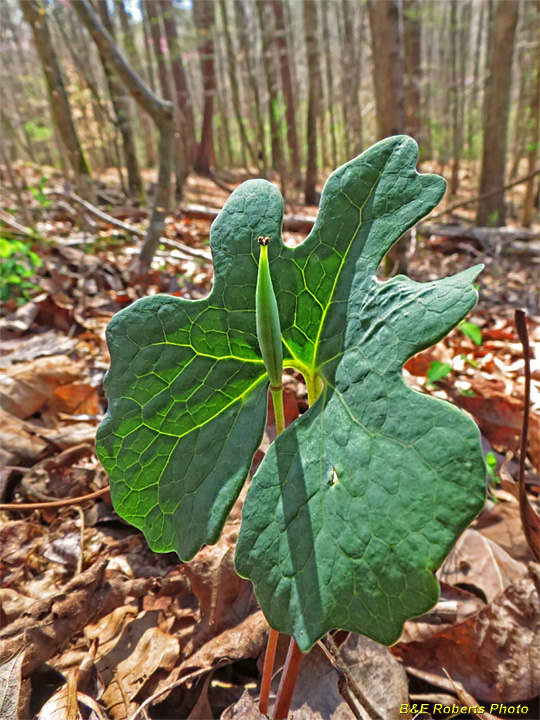 Bloodroot