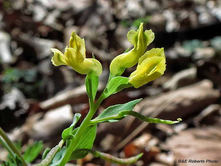 Yellow_Fumewort