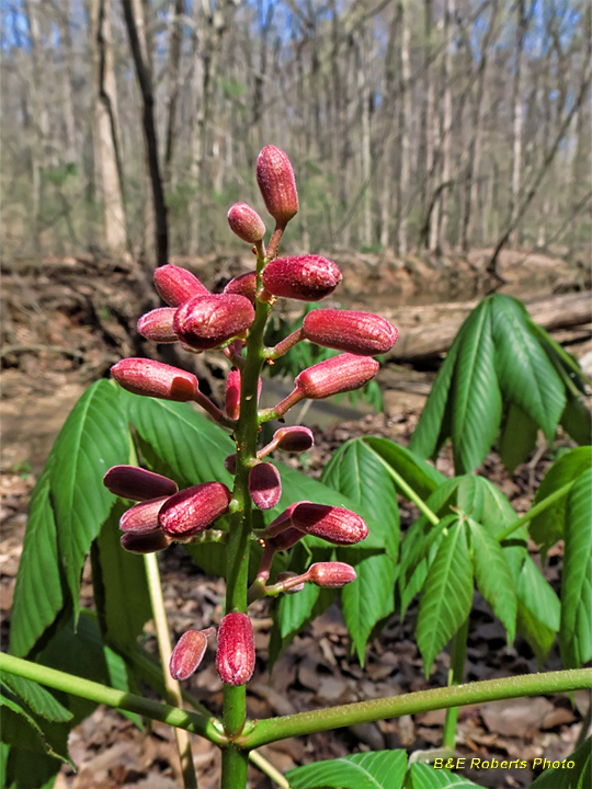 Buckeye_flowers