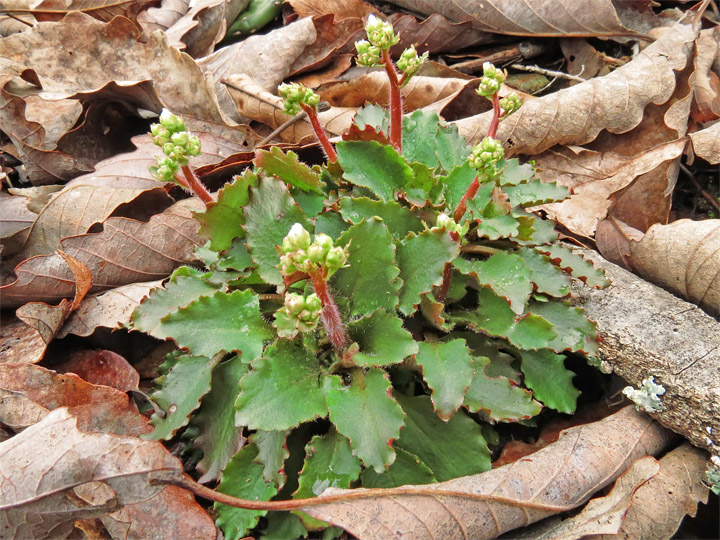 Saxifrage