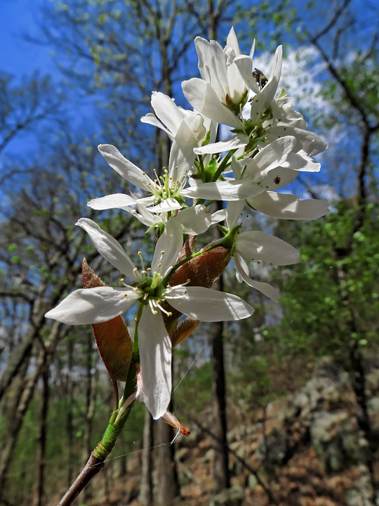 Serviceberry_tree_blooms