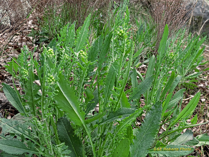 Rockcress