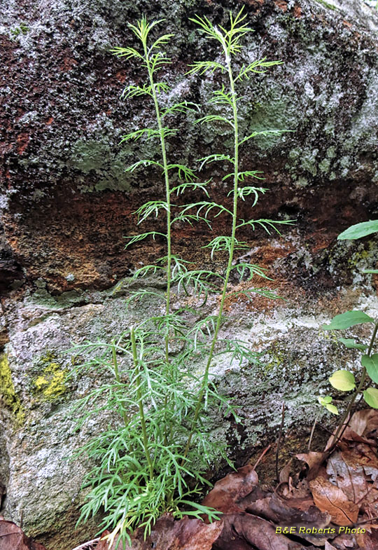 Standing_Cypress