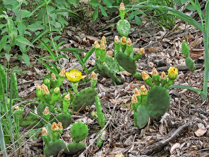 Prickly_Pears