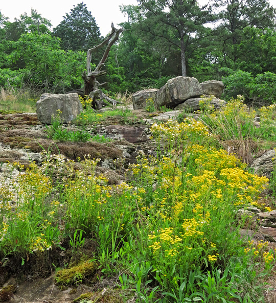 Ragwort