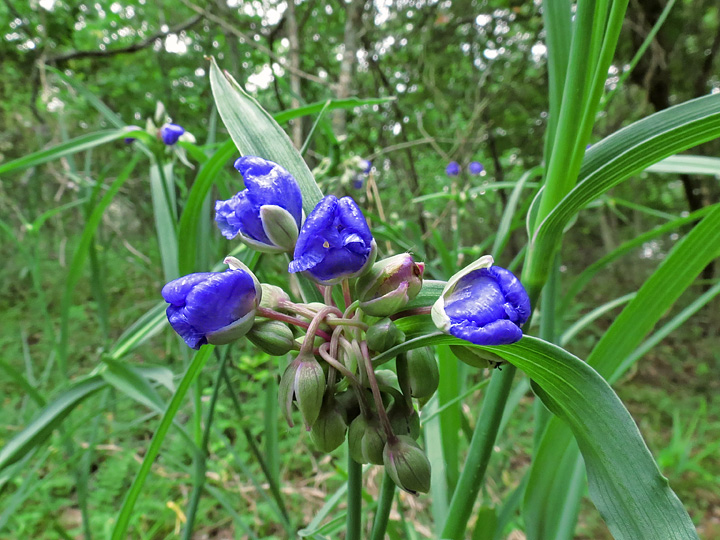 Spiderwort_Buds