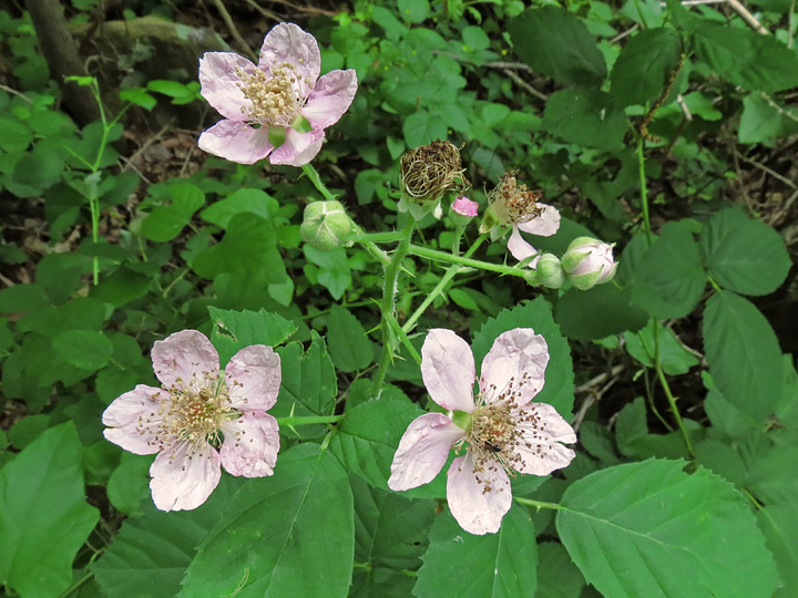 Blackberry_flowers