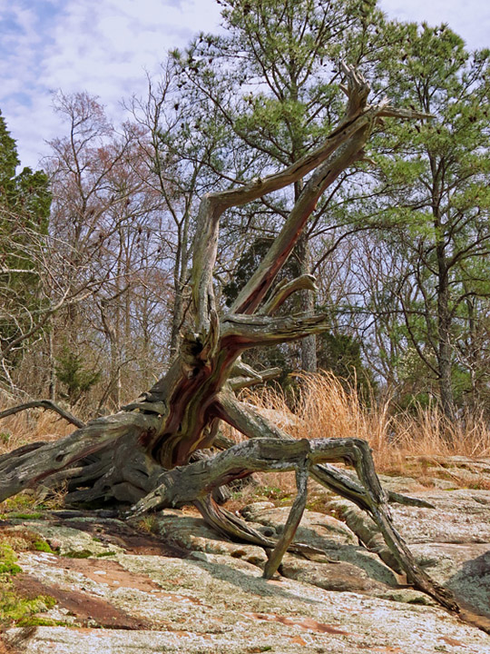 Dead_Tree