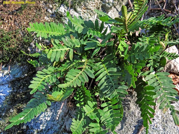 Resurrection_fern