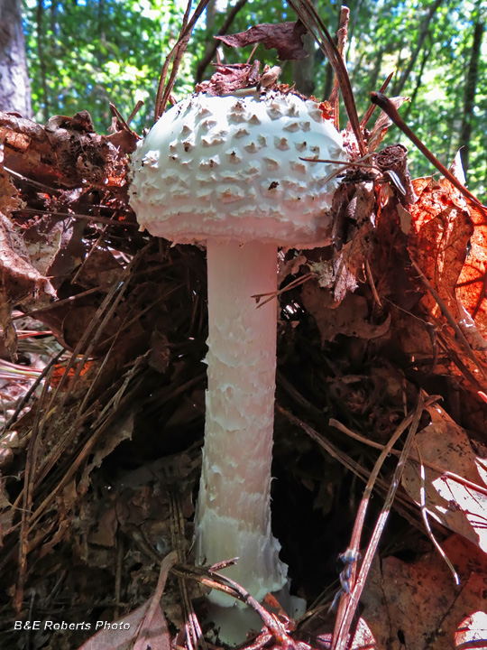 Amanita