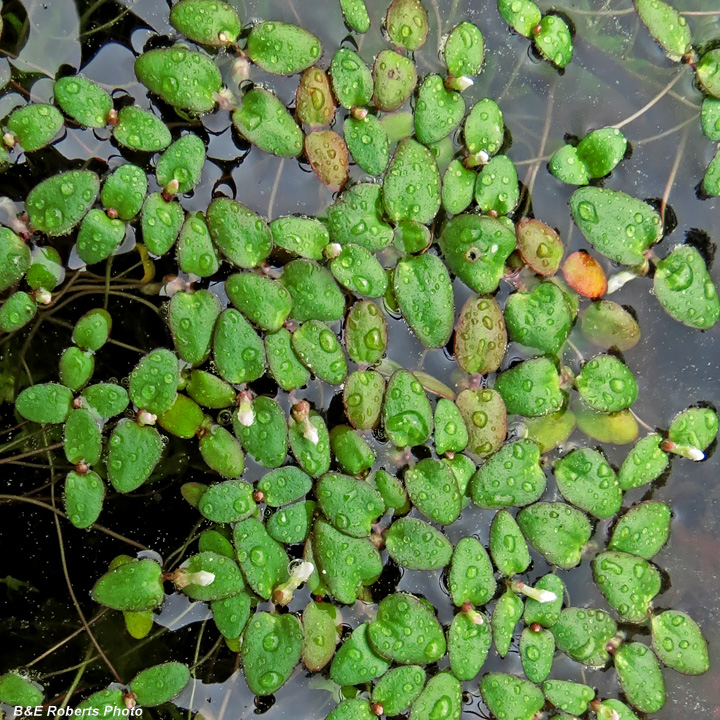 Pool_sprite_flowering