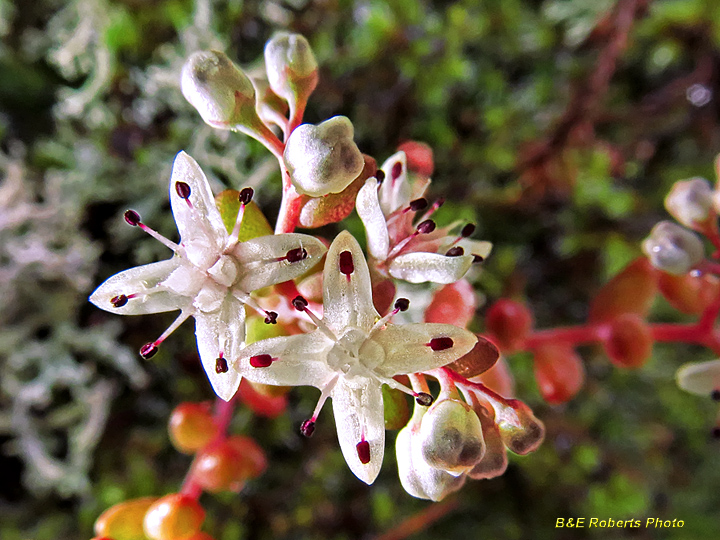 Diamorpha_flower_detail