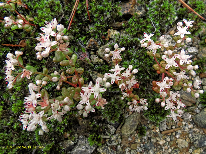 Diamorpha_flowering