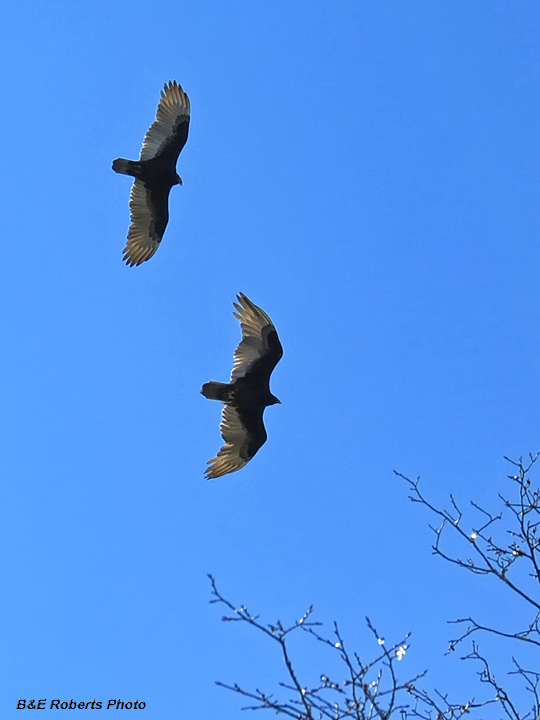 Turkey_Vultures