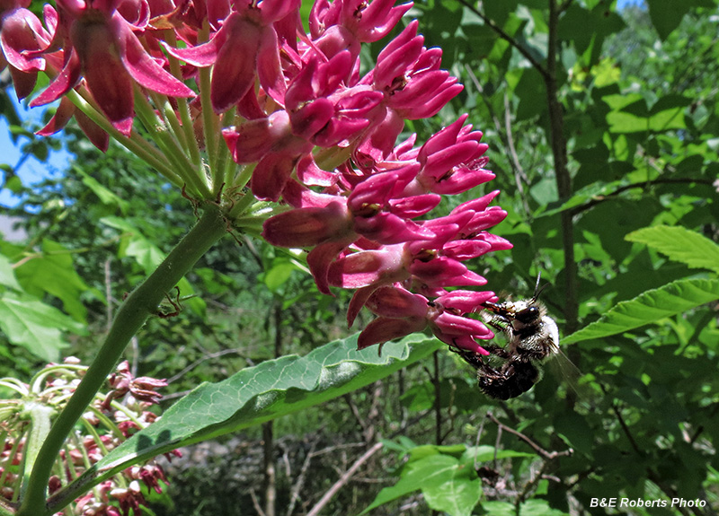 Purple_Milkweed