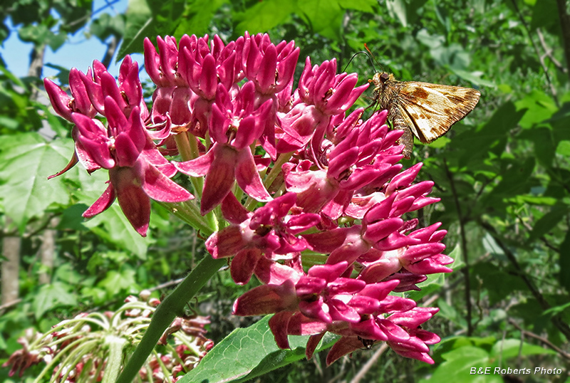 Purple_Milkweed