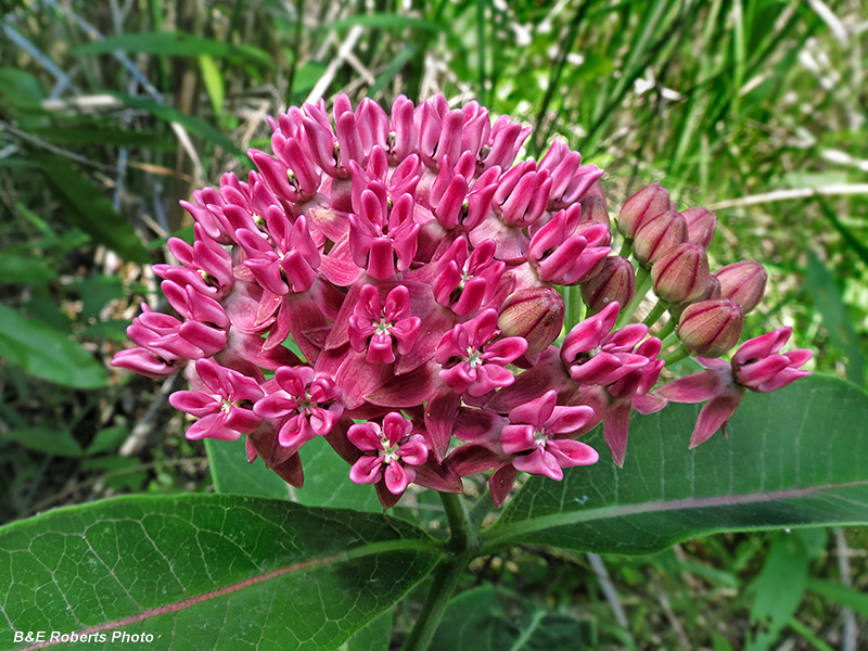 Purple_Milkweed