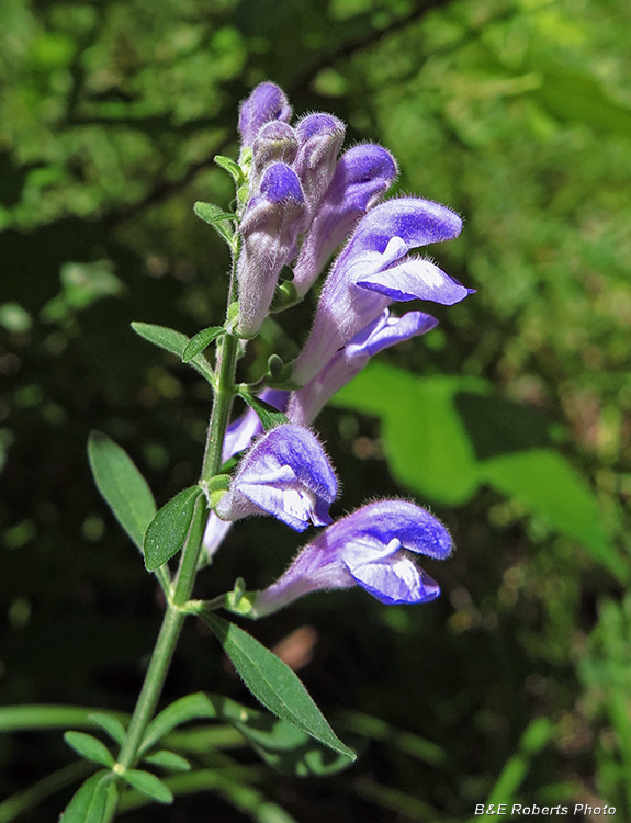 Scutellaria