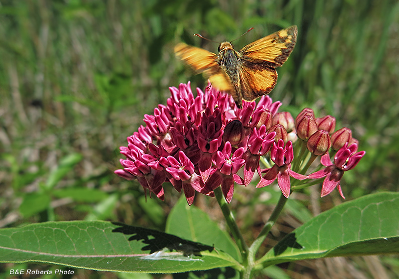 Purple_Milkweed