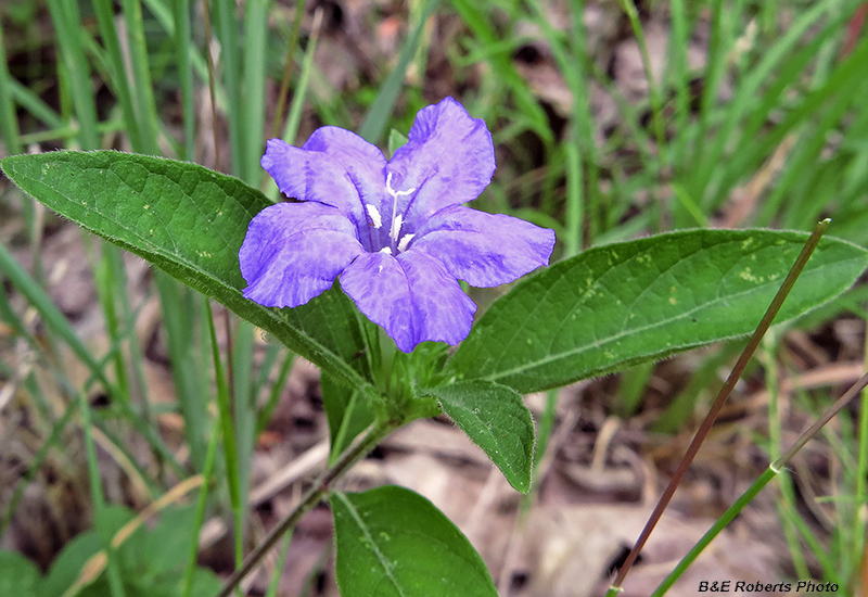 Ruellia_carolinensis