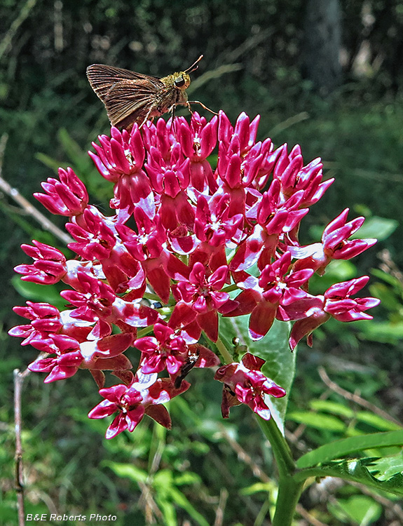 Purple_Milkweed