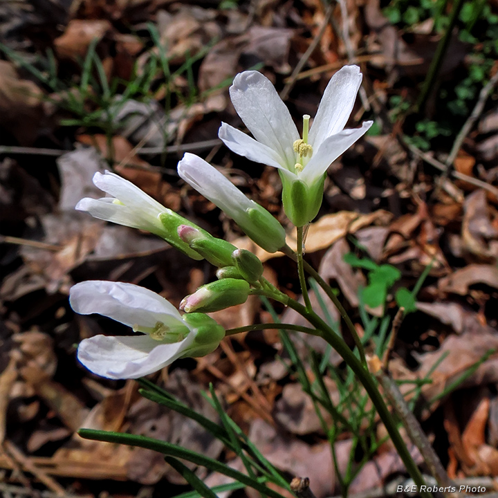 Forkleaf_Toothwort