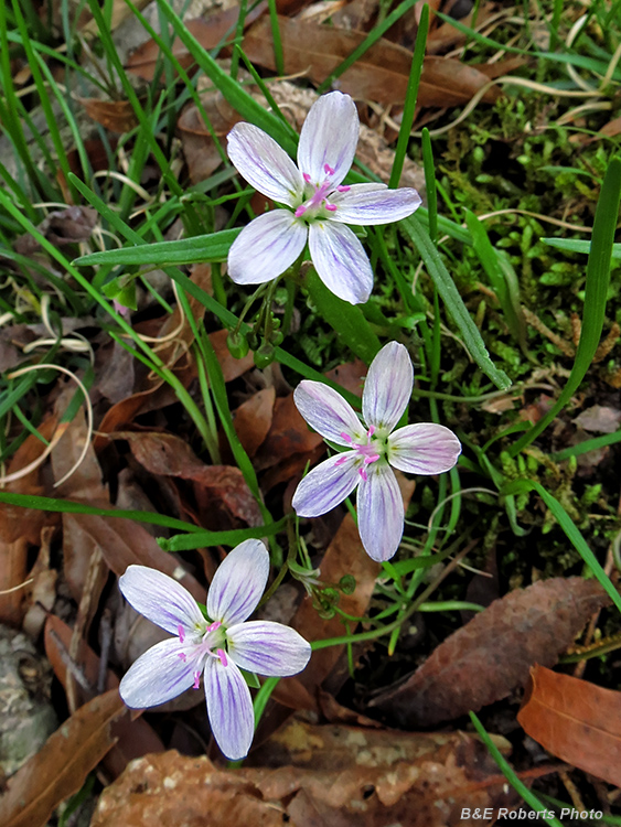 Springbeauties