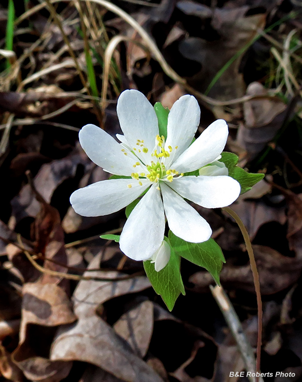 Rue_Anemone