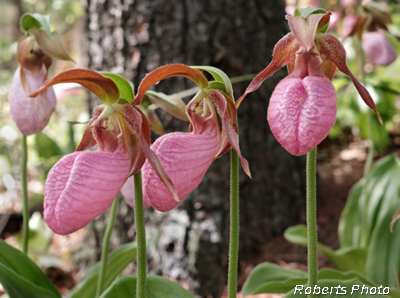 Cypripedium