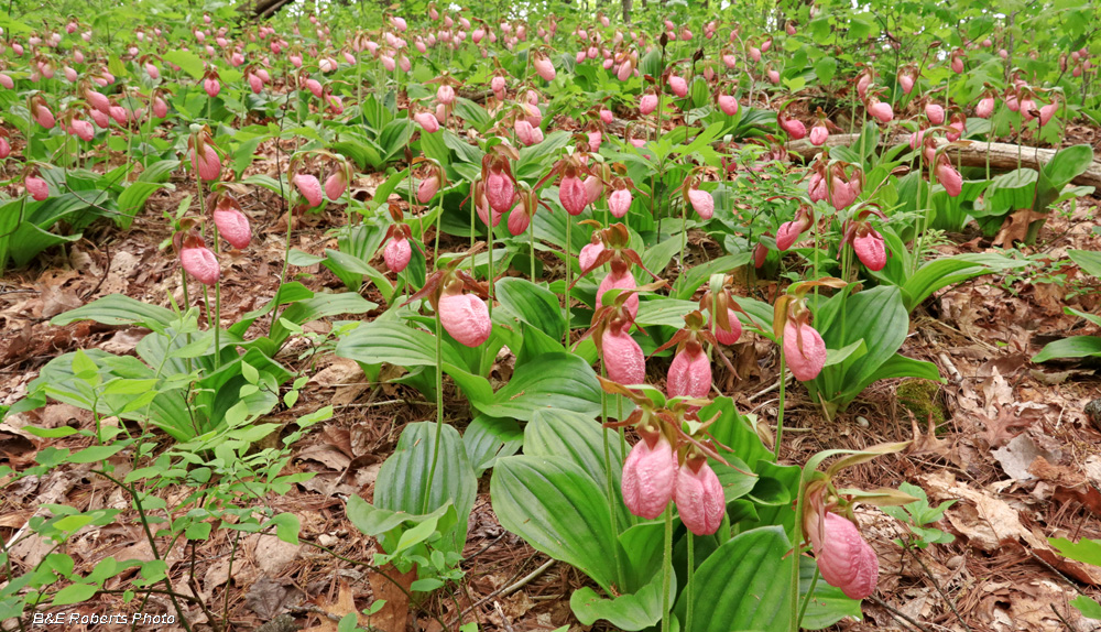 LadySlippers_en_masse